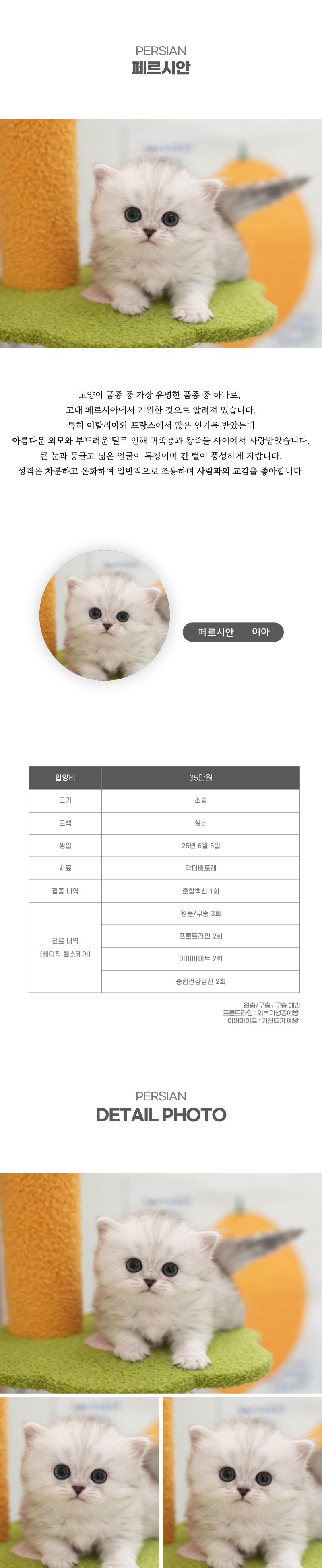 페르시안_상세이미지_2